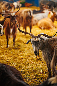 Granja Los Tumbitos - Barlovento - La Palma