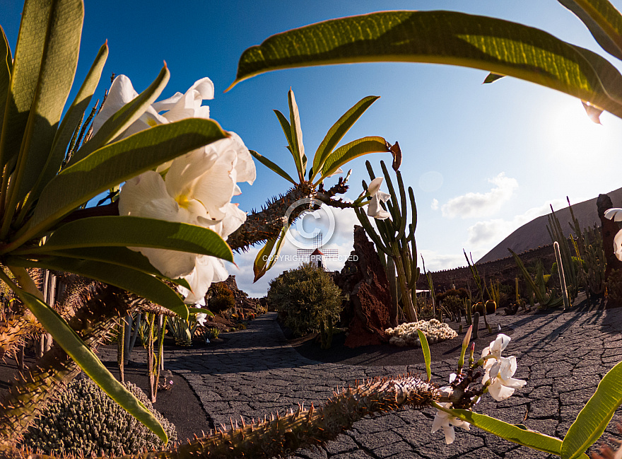 Jardin de cactus - Lanzarote