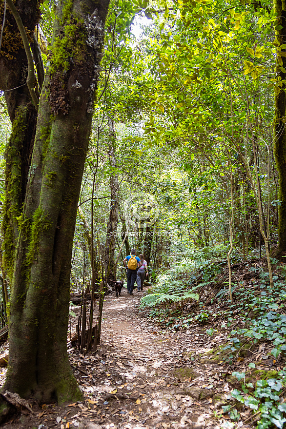 La Gomera: El Cedro