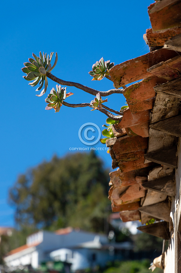 Teror senderismo