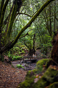 El Cedro - Garajonay