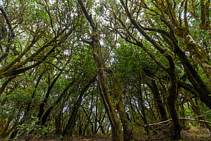 La Gomera