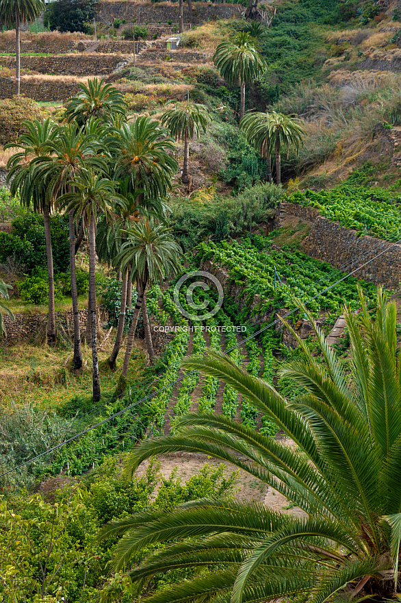 Macayo - Vallerhemoso - La Gomera