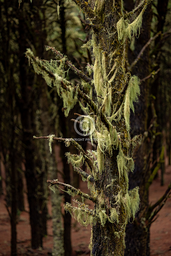 Sendero La Llanía