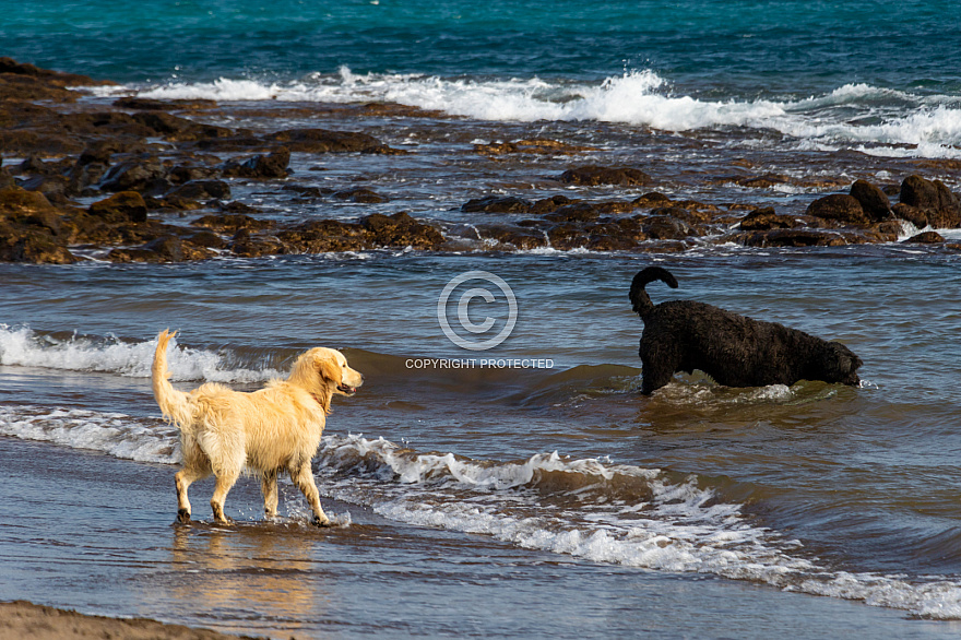 Playa del Horno - mascotas - Tenerife