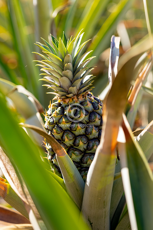 Piñas Tropicales - El Hierro