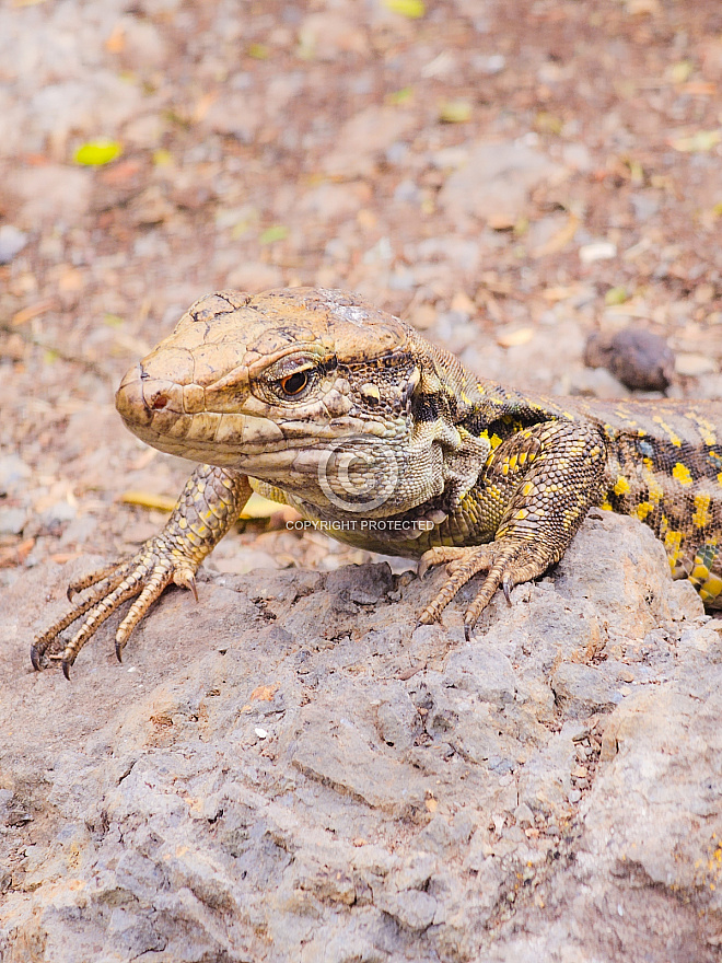 Lagarto Tenerife