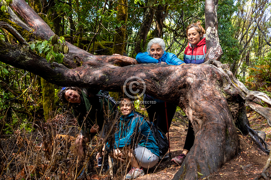 Barranco del Cedro - La Gomera