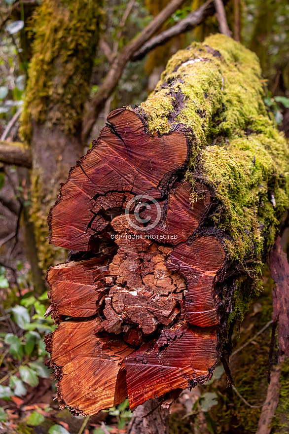 Barranco del Cedro - La Gomera