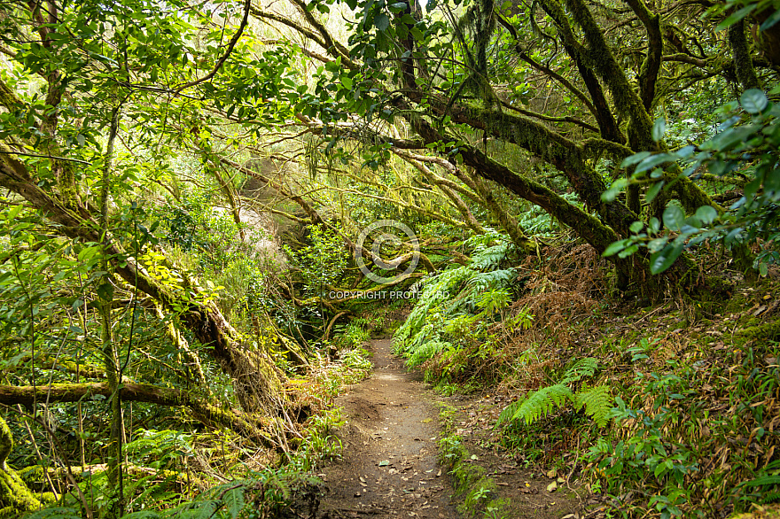 Anaga: Tenerife