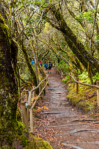 Barranco del Cedro - La Gomera