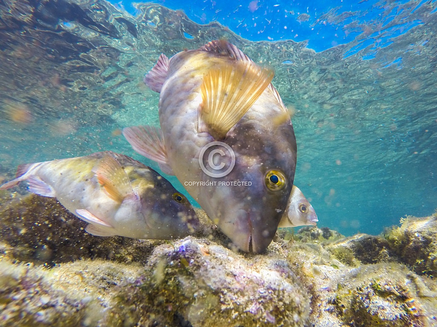 Las Canteras Fish