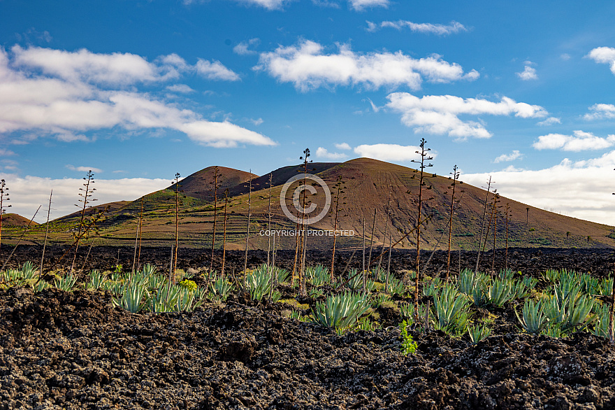 On the road - Lanzarote