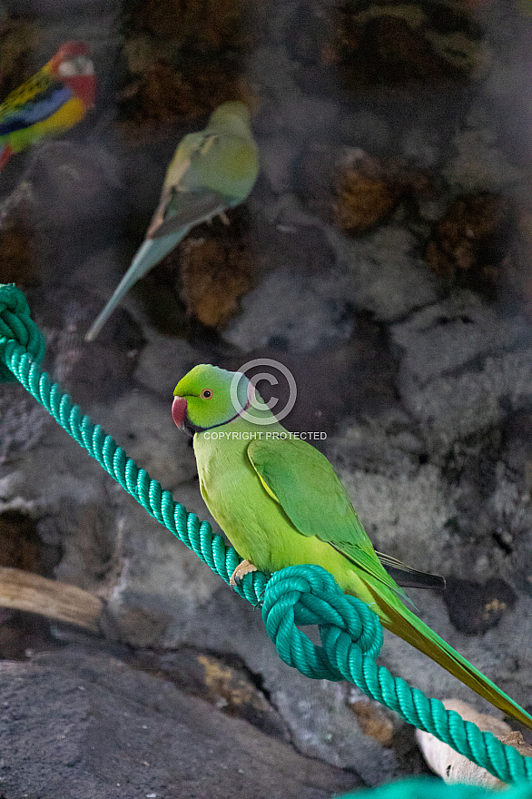 Maroparque - La Palma