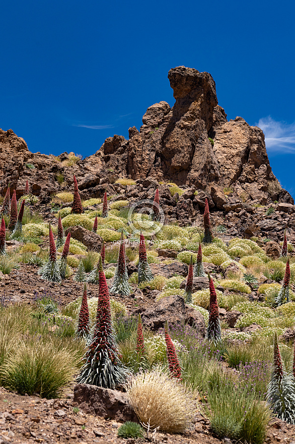 Tajinastes rojos - Cañadas del Teide - Tenerife