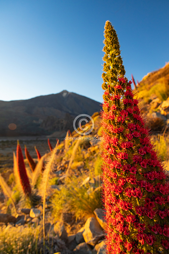 Tenerife: Las Cañadas Primavera