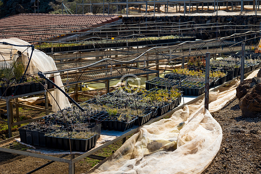 Centro de Visitantes de El Portillo Parque Nacional del Teide - Jardín Botánico - Tenerife