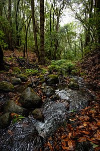 El Cedro - Garajonay