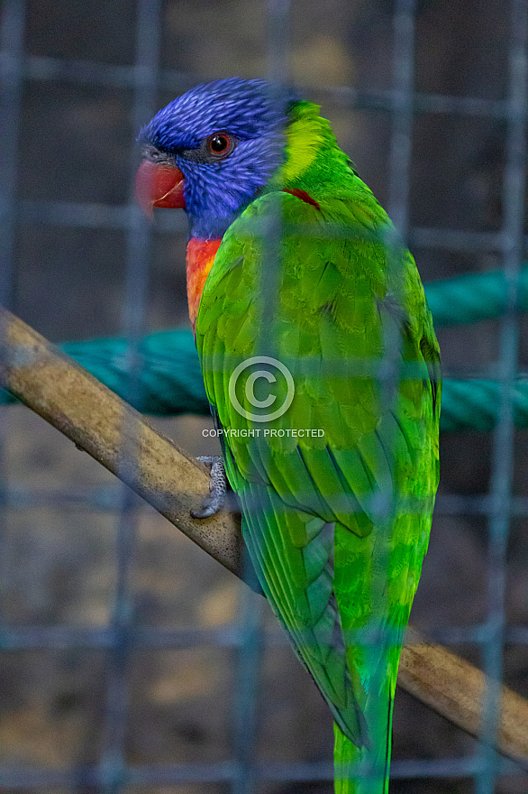 Maroparque - La Palma