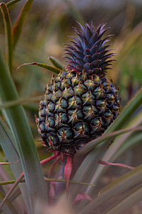 Piña - Pineapple - Ananas - El Hierro