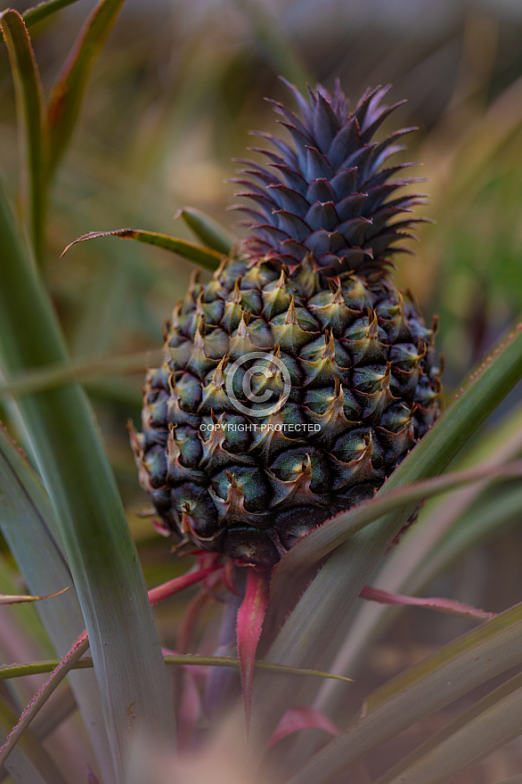 Piña - Pineapple - Ananas - El Hierro