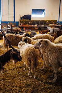 Granja Los Tumbitos - Barlovento - La Palma