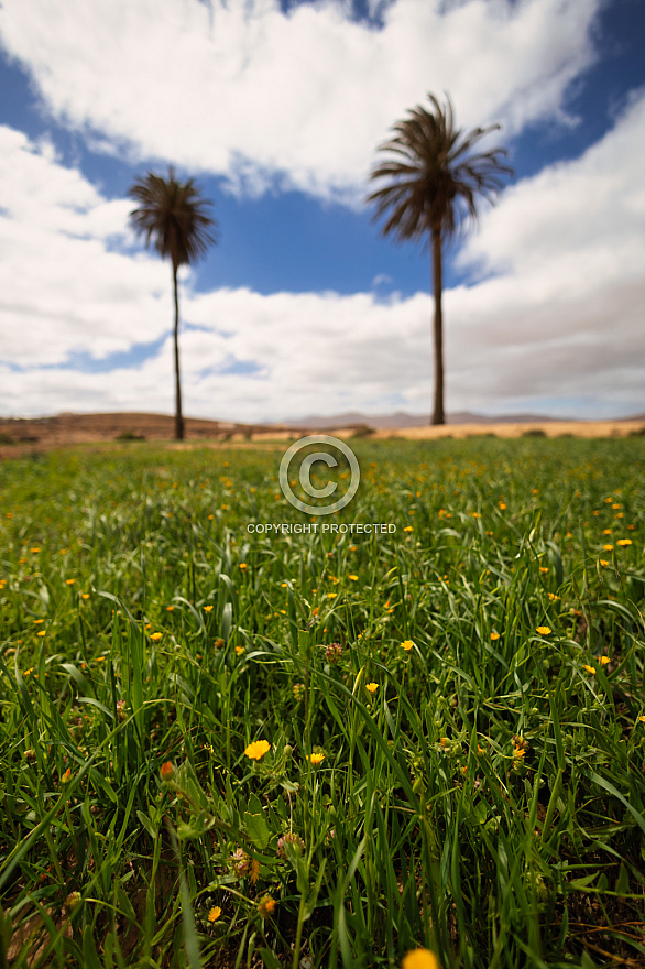 Roadside Palm Trees - Fuerteventura