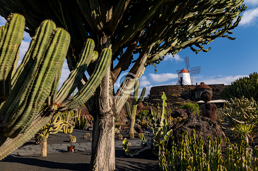 Jardín de Cactus - Lanzarote