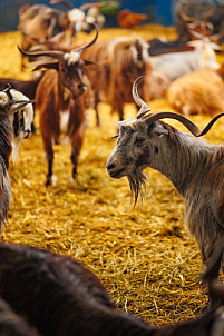 Granja Los Tumbitos - Barlovento - La Palma