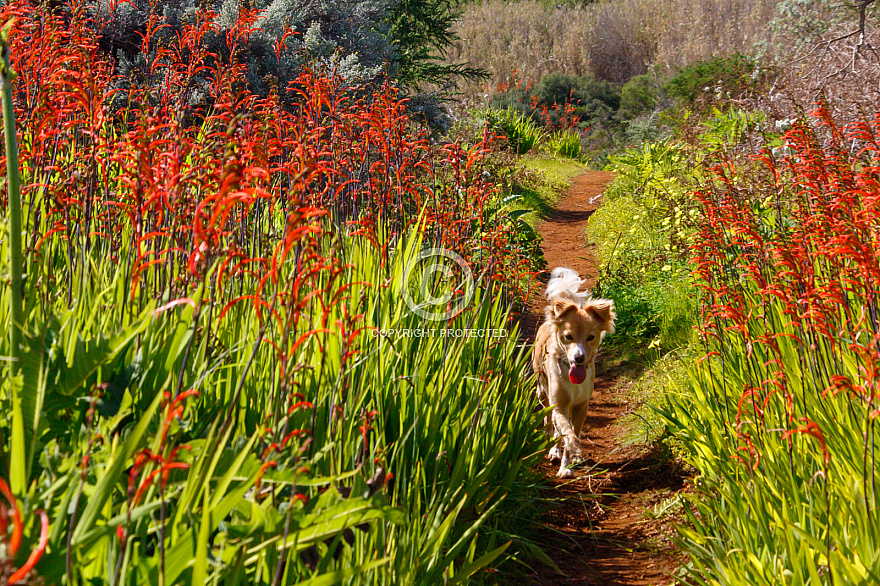 Flowers - near Teror