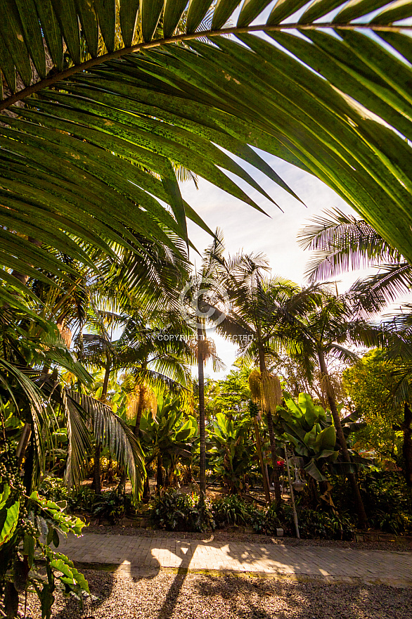 Jardín de la Marquesa - Gran Canaria