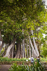 Tenerife: Jardín de Aclimatación de La Orotava