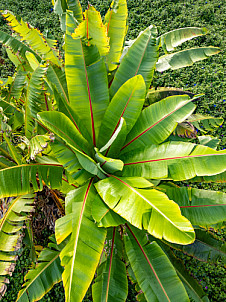 Puntallana - La Palma