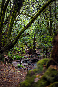 El Cedro - Garajonay