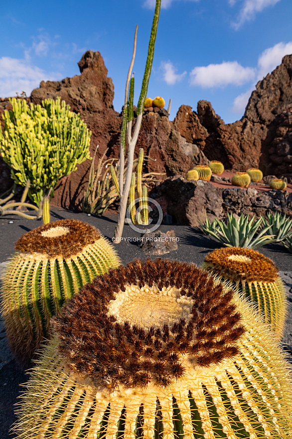 Jardín de Cactus - Lanzarote