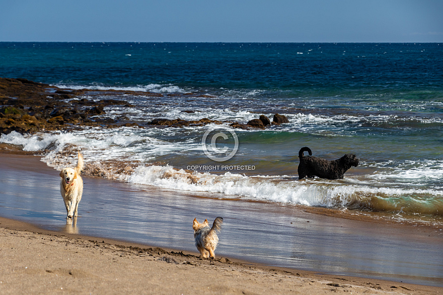 Playa del Horno - mascotas - Tenerife