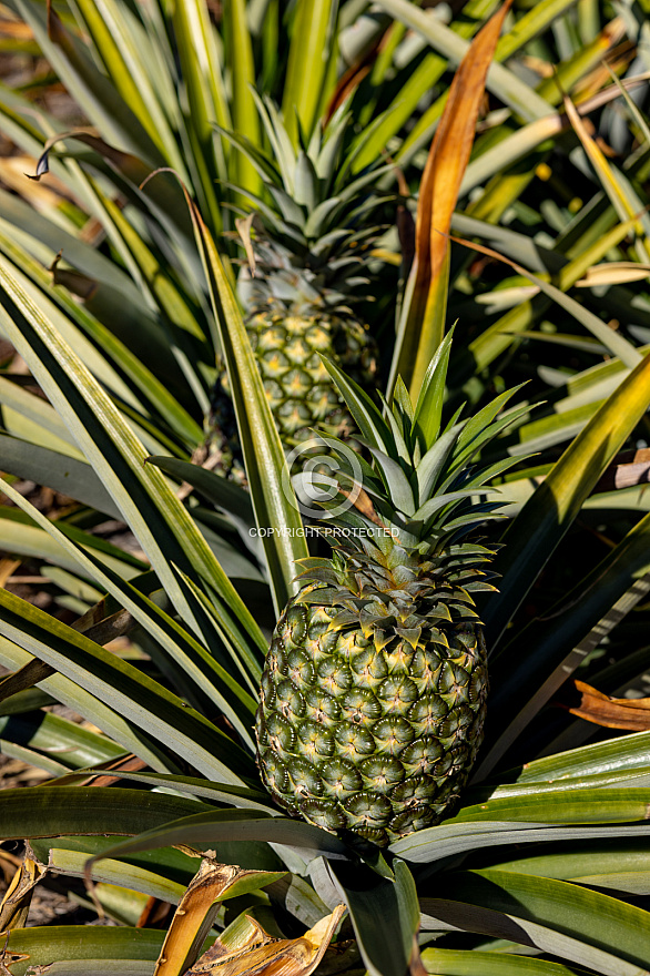 Piñas Tropicales - El Hierro