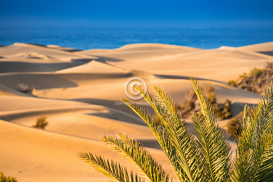 Dawn at Maspalomas Dunes