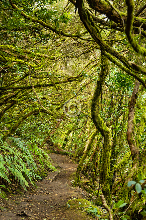 Anaga: Tenerife