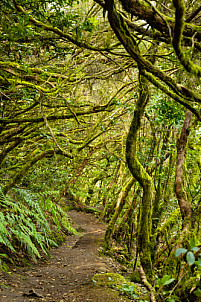 Anaga: Tenerife