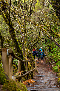 Barranco del Cedro - La Gomera