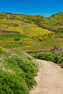 Green Gran Canaria