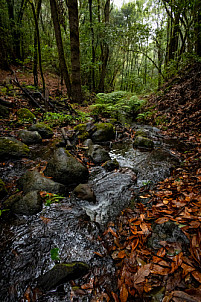 El Cedro - Garajonay