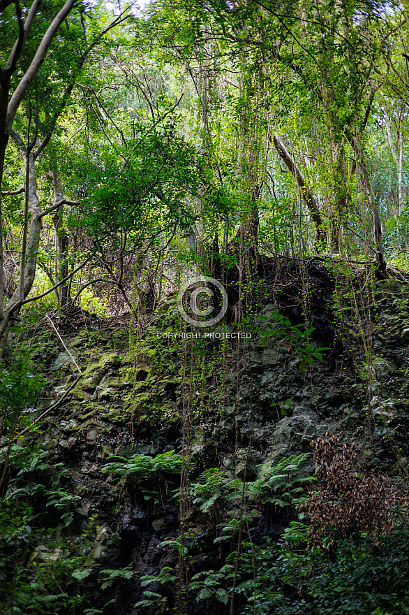 Cubo de la Galga - La Palma