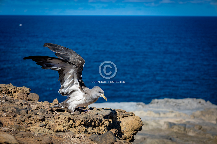 Pardelas - Shearwaters