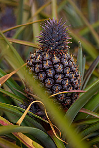 Piña - Pineapple - Ananas - El Hierro