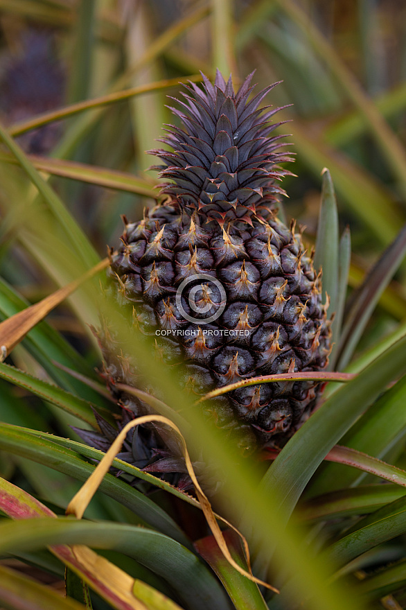 Piña - Pineapple - Ananas - El Hierro