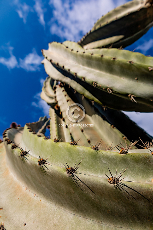 Jardín de Cactus - Lanzarote