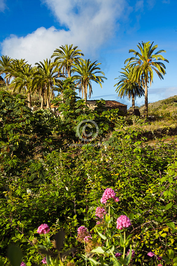 La Gomera: Las Rosas