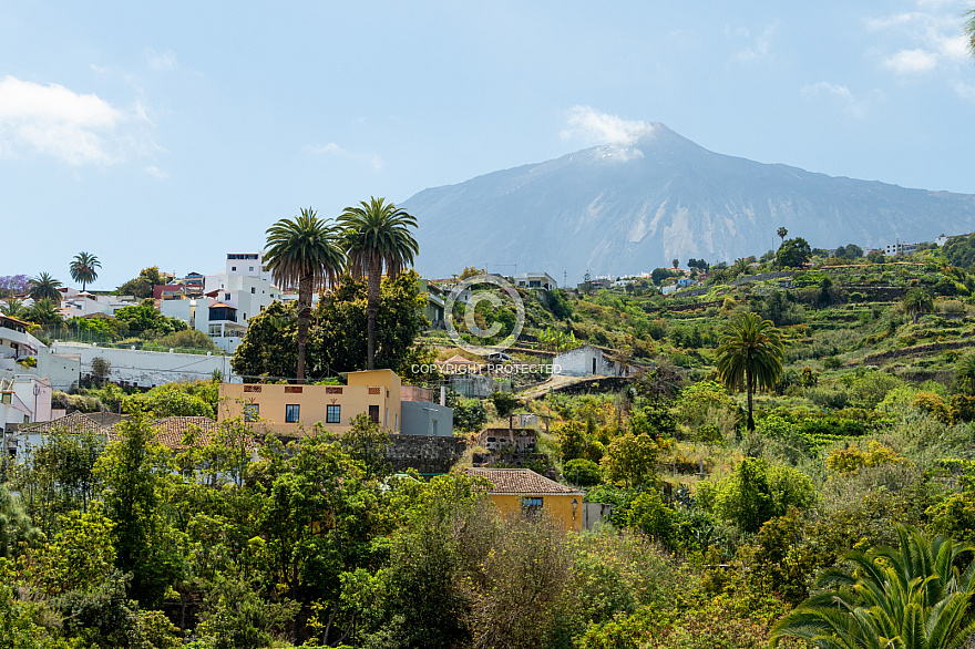 Icod de los Vinos - Drago Milenario - Tenerife